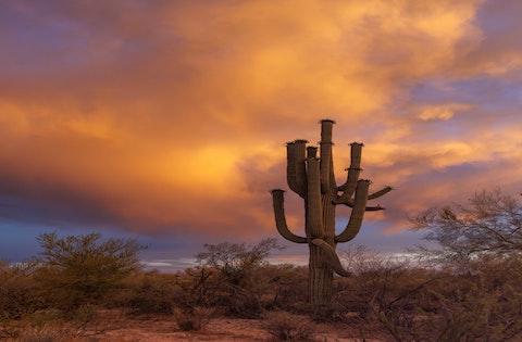 The image shows a sky with white clouds that show hues of blue, purple, pink, and orange. The landscape is a desert with one saguaro that has twelve arms surrounded by other desert bushes that are light green. The ground has tan rocks and dirt.